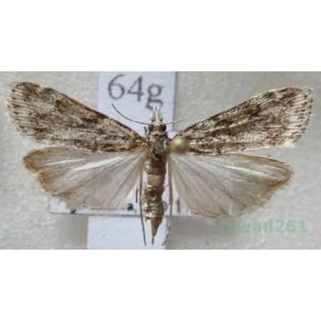 Eudonia truncicolella (Stainton, 1849) Mietliczka borowa Czech64g